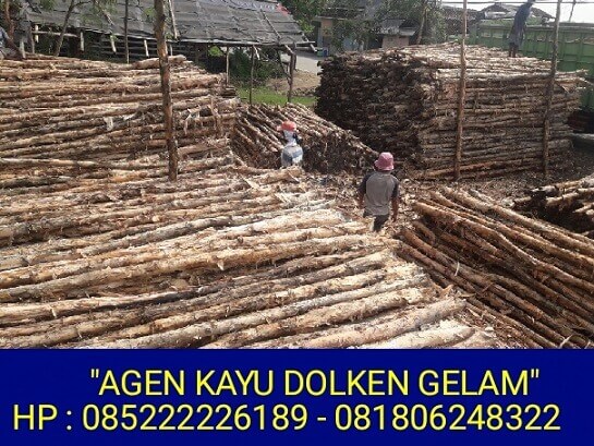 kayu gelam sampul